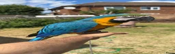 Macaws birds for sale: Blue & Gold Macaw – 12 Months Old Hand-Reared - Advert 1
