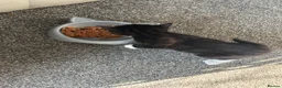 Mixed Breed cats for sale: Black and white kitten  - Advert 2