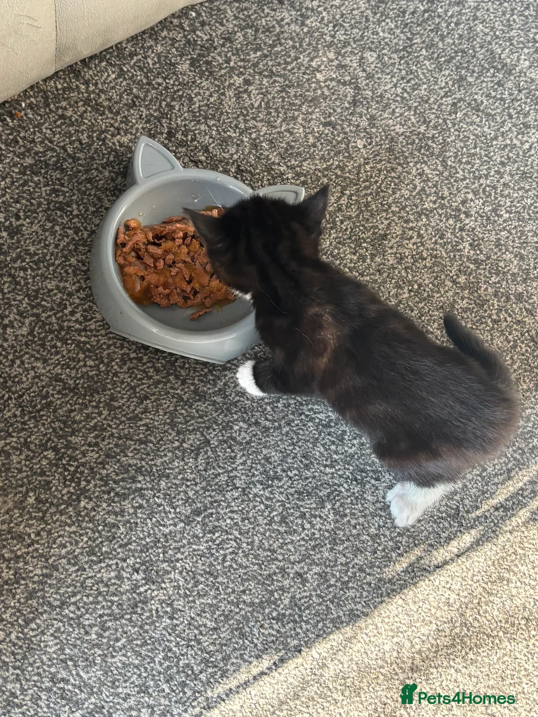 Mixed Breed cats for sale: Black and white kitten  - Advert 2
