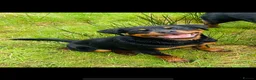 Rottweiler dogs for sale: Beautiful Ruby 3 year old pure bred Rottweiler  - Advert 9