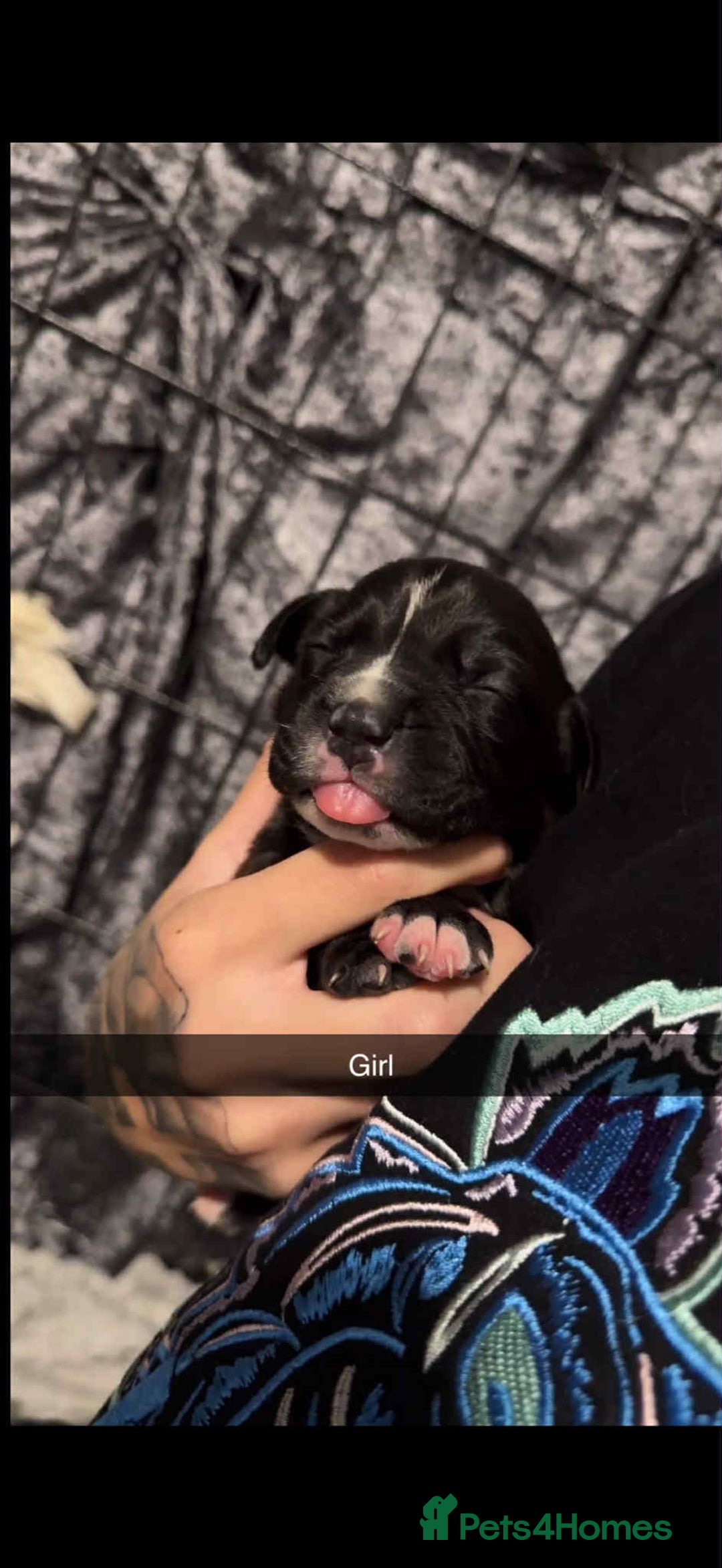 Mixed Breed dogs for sale: Beautiful cane corse/staff puppies - Image 8