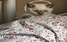 British Shorthair cats for sale: British Shorthair Colour Points   - Image 1