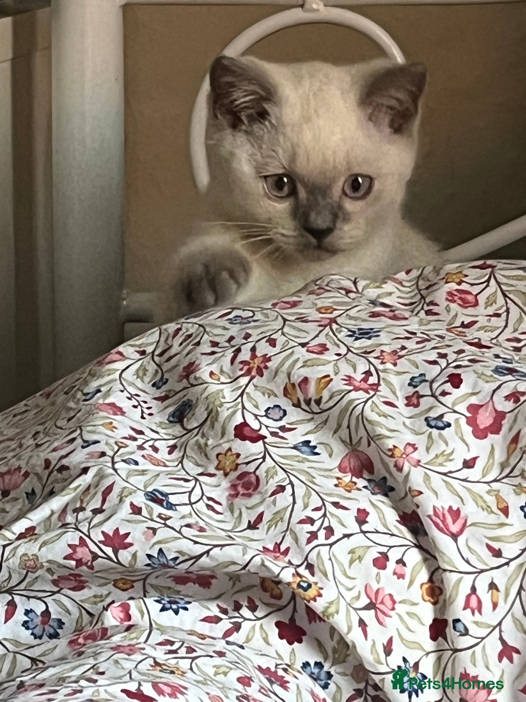 British Shorthair cats for sale: British Shorthair Colour Points   - Image 1