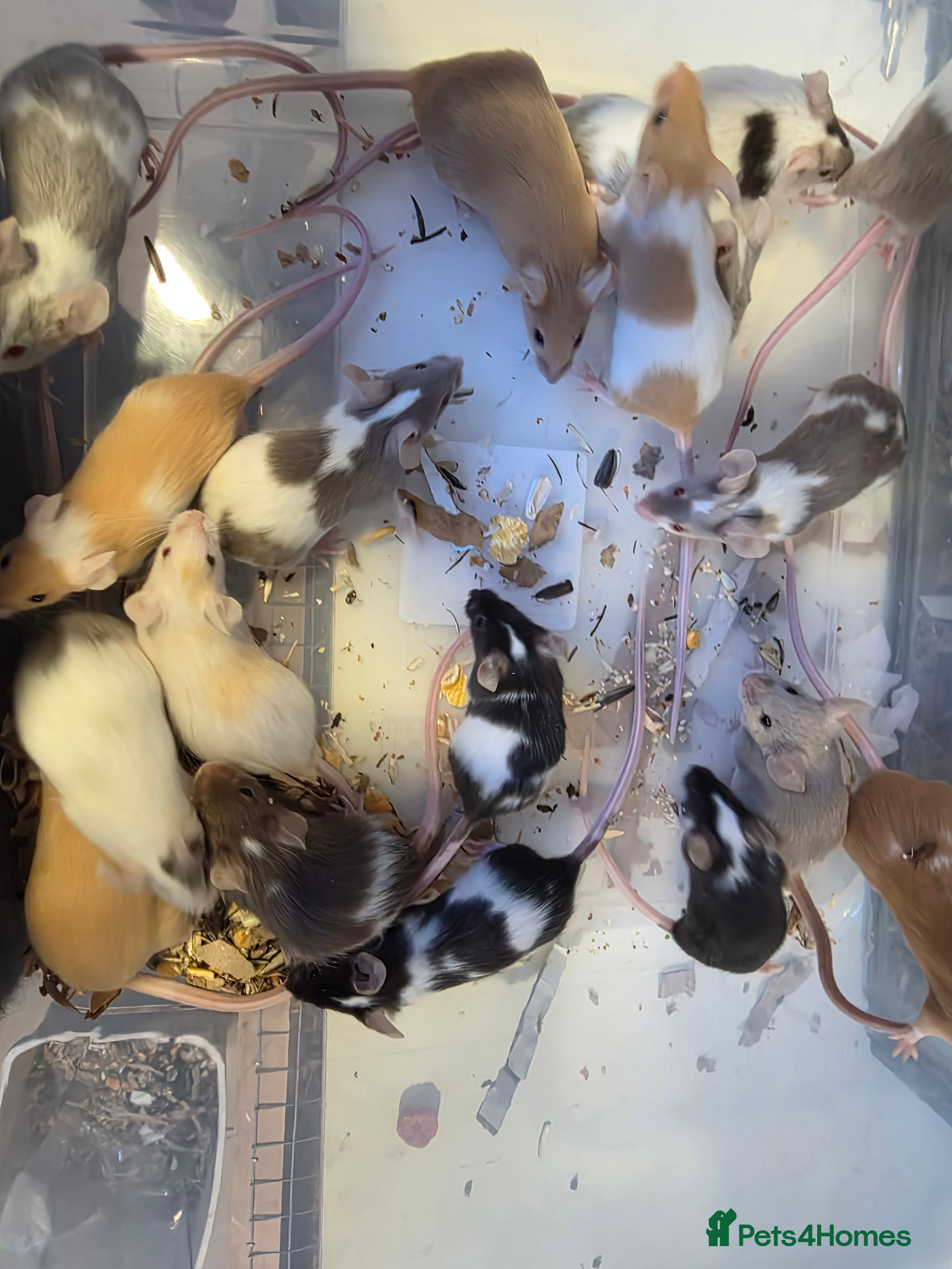 Mouse rodents Mice, males and females  - Advert 1