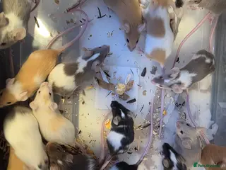 Mouse rodents Mice, males and females - Advert 16