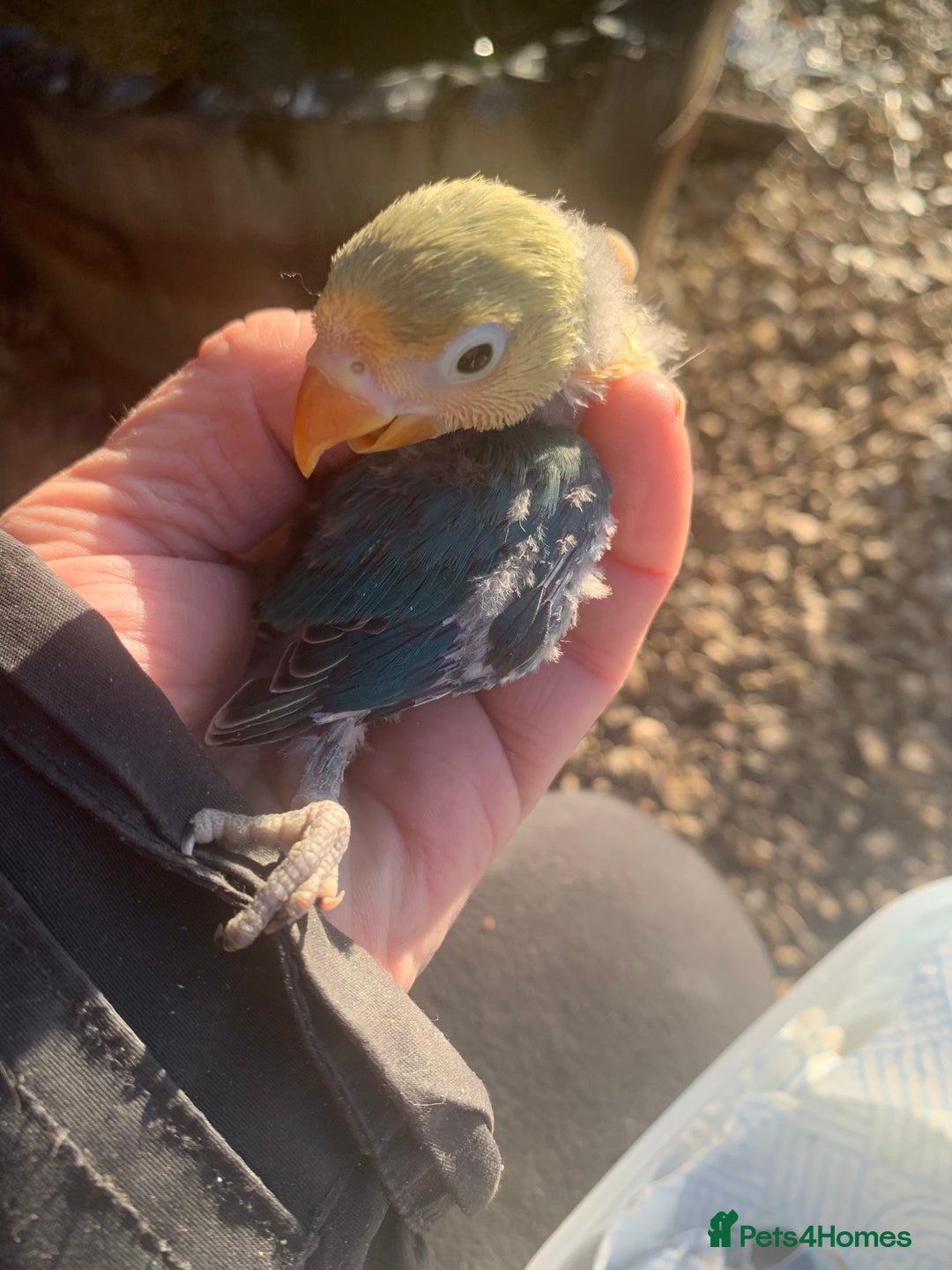 Lovebirds birds for sale: Fischer young lovebirds DNA sex tested nrpershore  - Advert 6