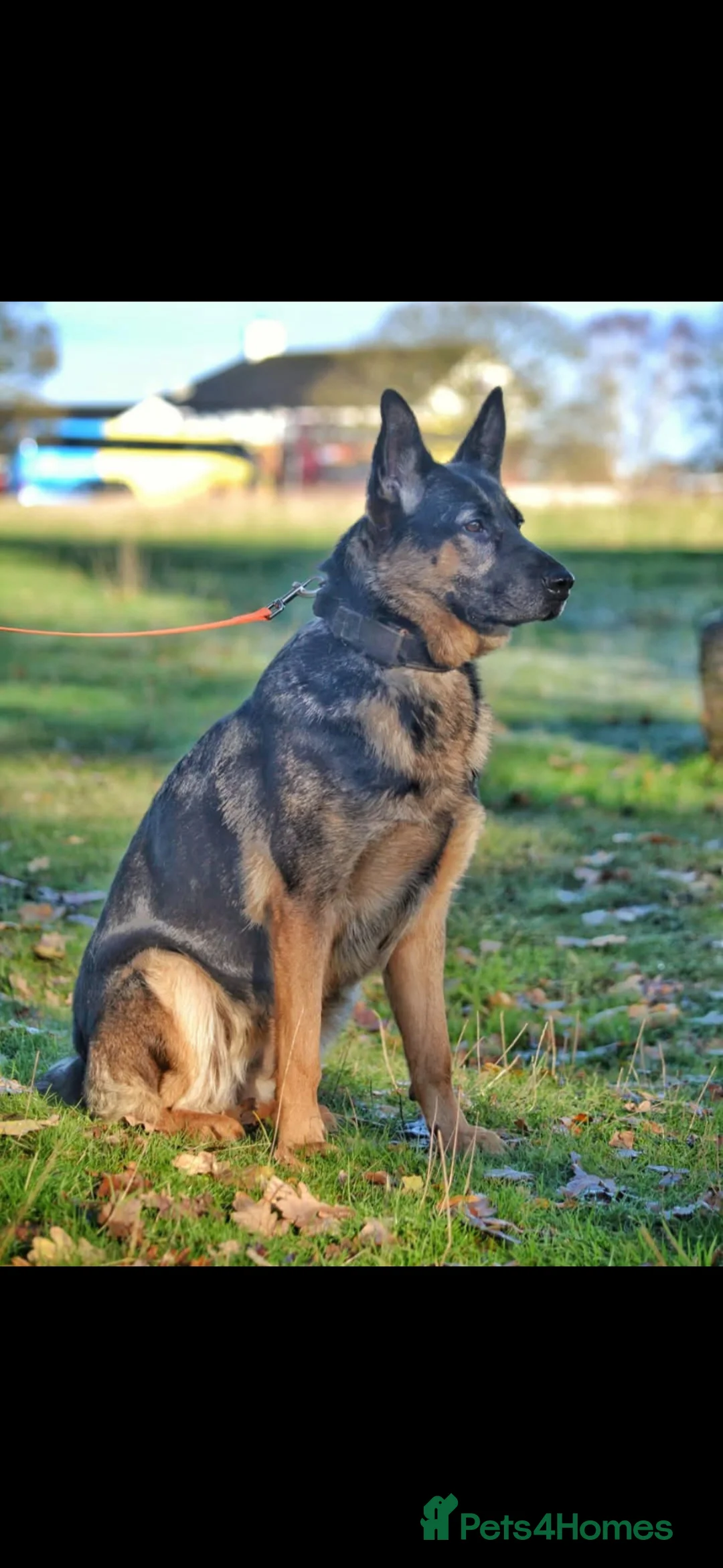 German Shepherd dogs for sale: German shepherd puppy's  - Advert 2