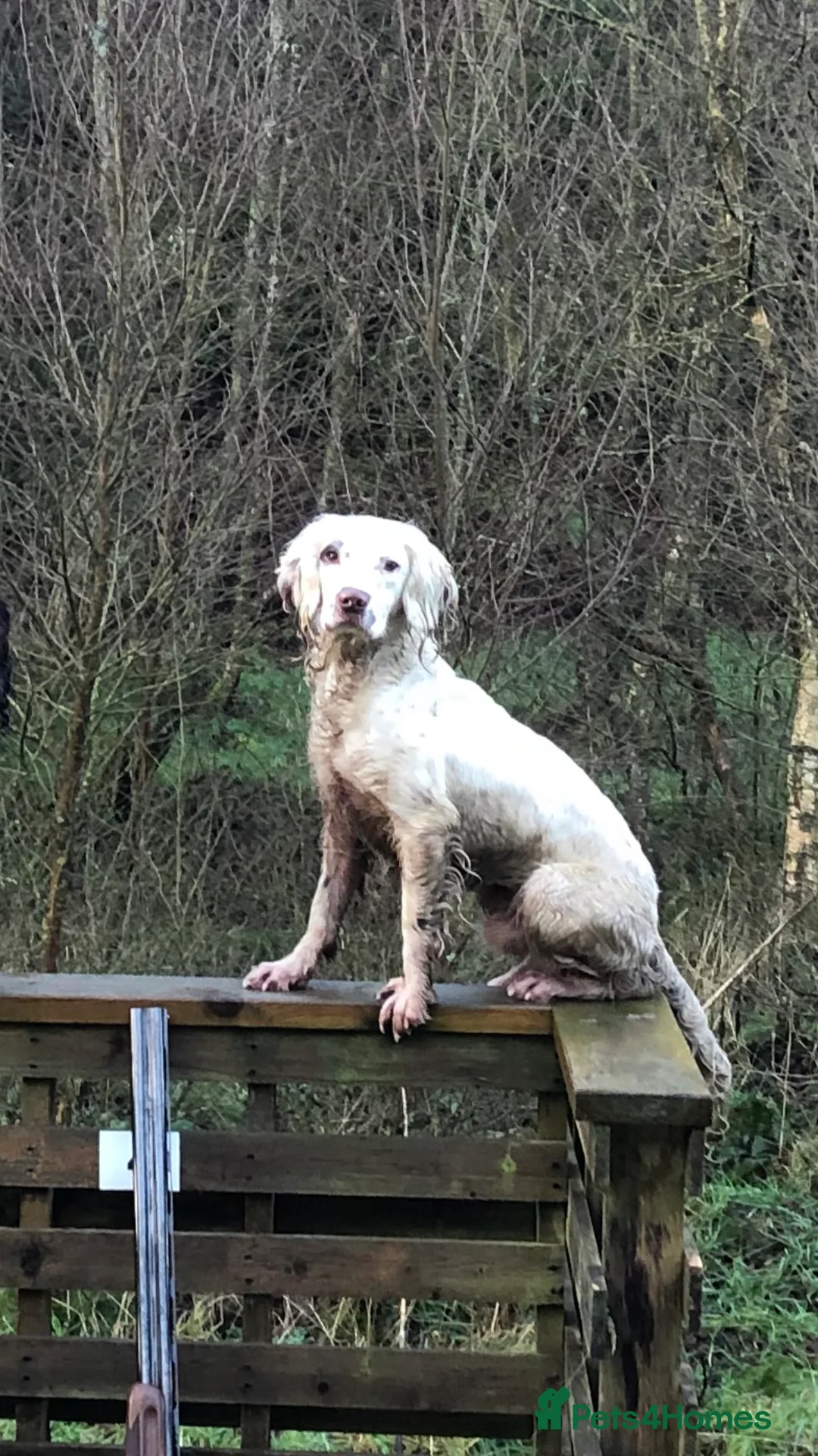 English Springer Spaniel dogs for stud: HEALTHTESTED WORKING ENGLISH SPRINGER SPANIEL in Bishop Auckland - Advert 19
