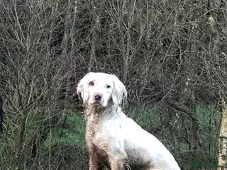 English Springer Spaniel dogs KC Registered Health Tested Springer Spaniel in Bishop Auckland - Advert 12