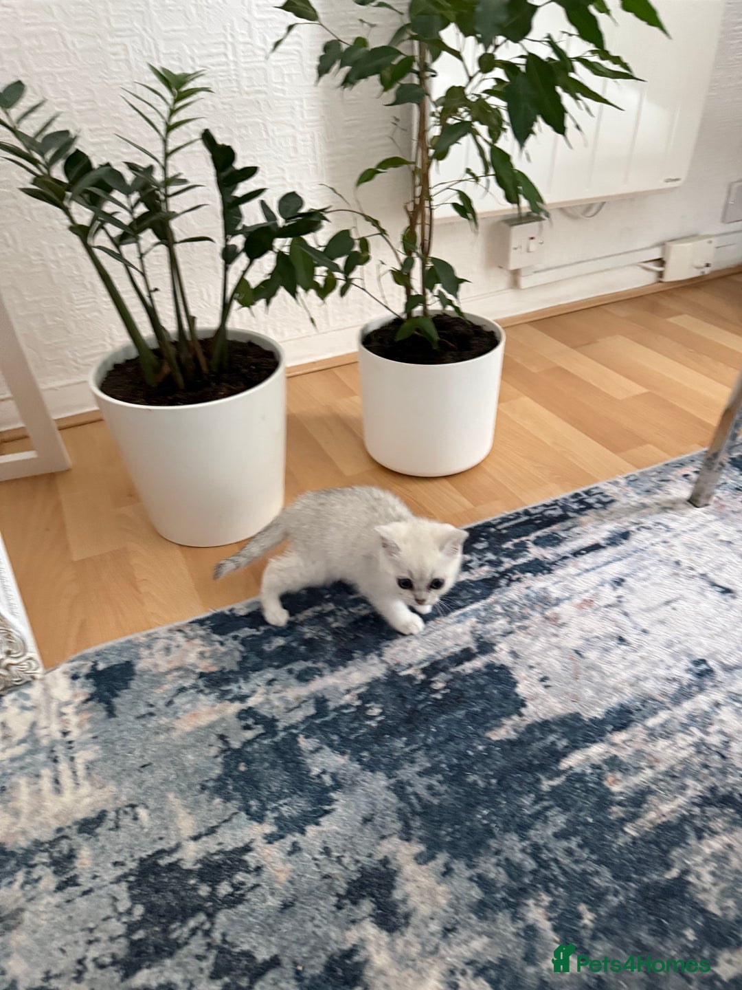 British Shorthair cats for sale: BSH Silver Tabby kittens for Sale! - Image 10