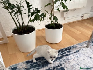 British Shorthair cats - Advert 23