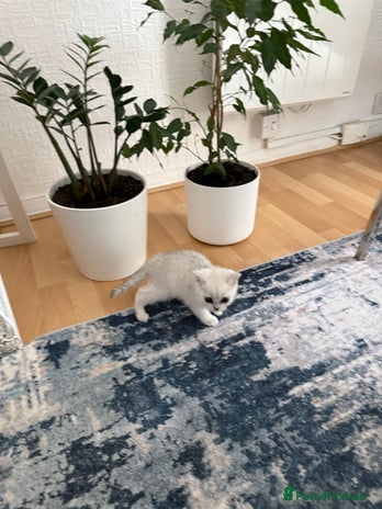 British Shorthair cats - Advert 1