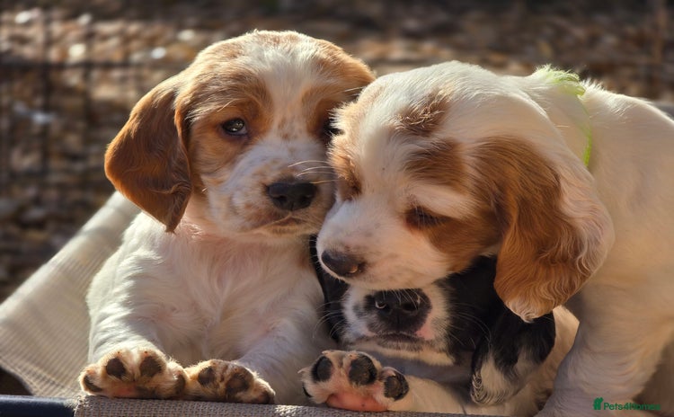 Sprocker dogs - Advert 5