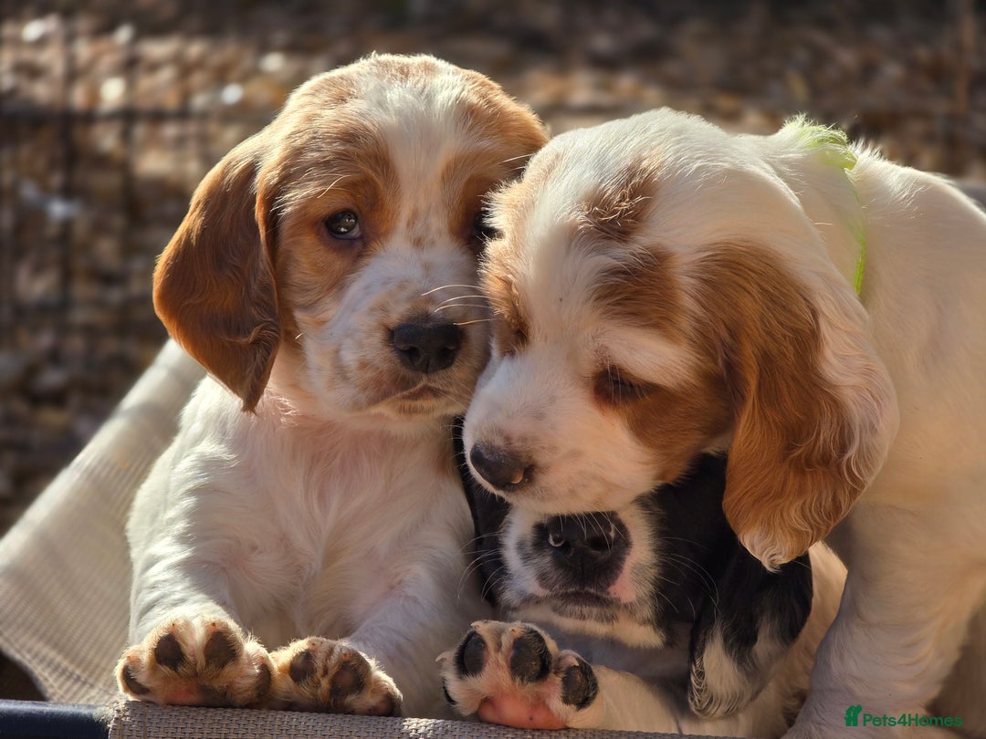 Sprocker dogs for sale: Hendrix the male sprocker available. - Image 13