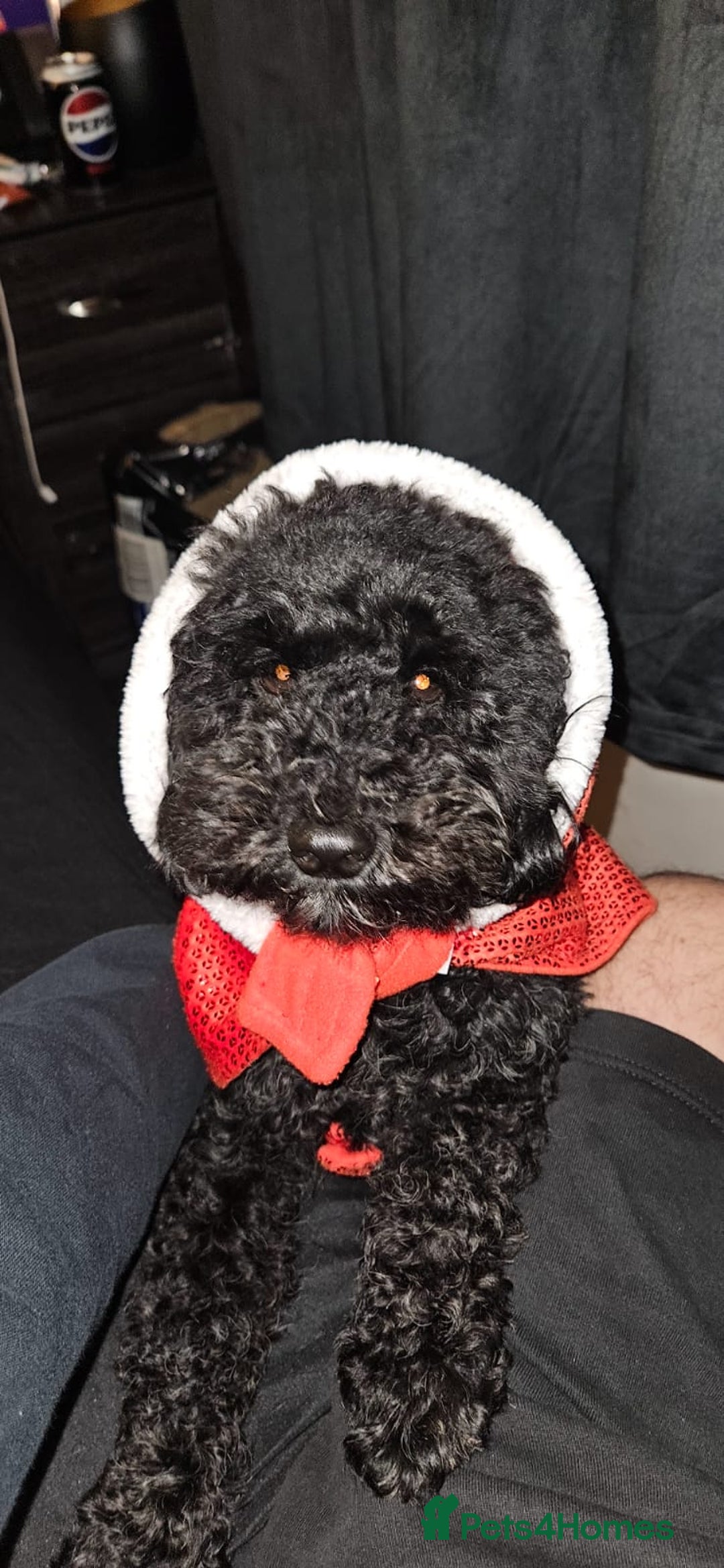 Cockapoo dogs for sale: 3 healthy phantom F1B cockapoo boys for sale  - Image 16