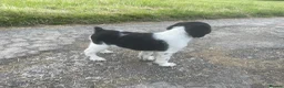 English Springer Spaniel dogs for sale: READY TO LEAVE NOW Springer Spaniel Dogpup - Advert 3