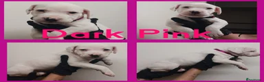 Staffordshire Bull Terrier 4