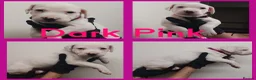 Staffordshire Bull Terrier dogs for sale: Staffordshire bull terrier  - Advert 5