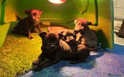 Staffordshire Bull Terrier dogs for sale: Six stunning Staffordshire bull terrier pups  - Image 3