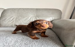 Dachshund dogs for sale: LONGHAIRED MINIATURE DACHSHUND READY NOW - Image 15