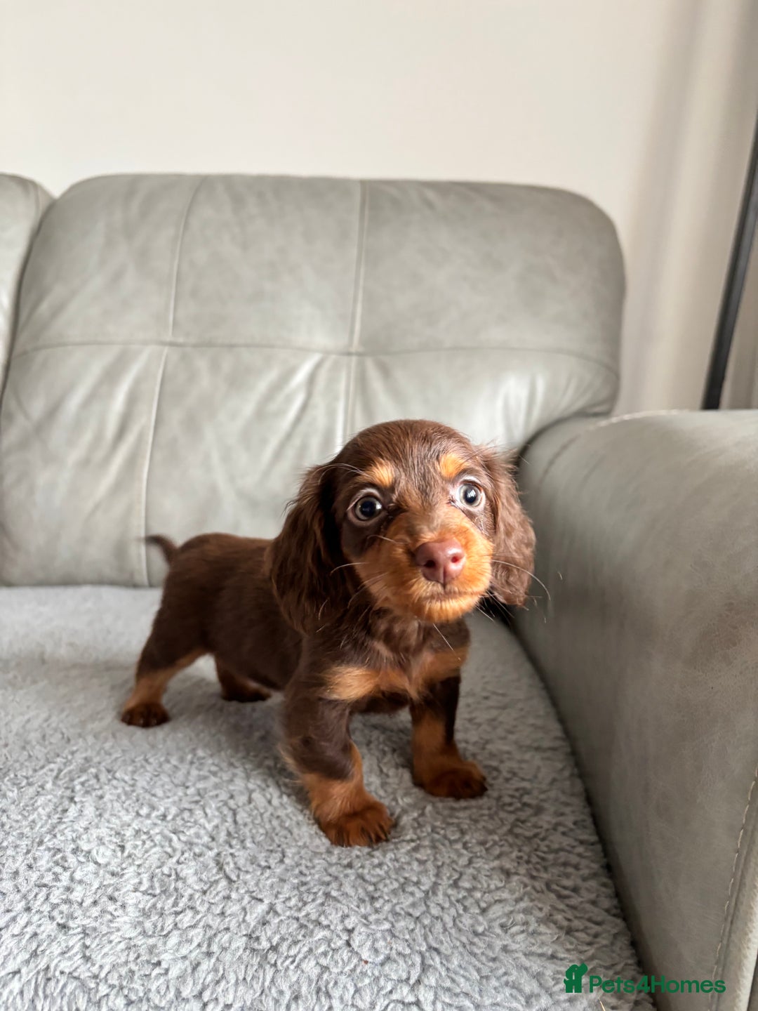 Dachshund dogs for sale: LONGHAIRED MINIATURE DACHSHUND READY NOW - Image 15