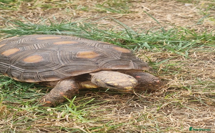 Tortoise reptiles - Advert 1