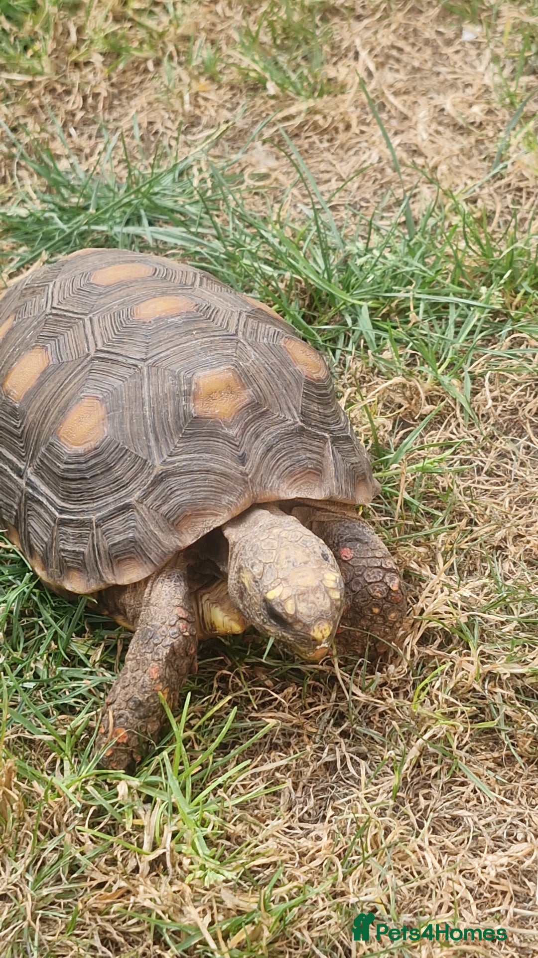 Tortoise reptiles for sale: Redfoot - Image 1