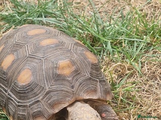 Tortoise reptiles - Advert 29