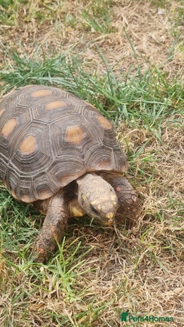 Tortoise reptiles - Advert 4