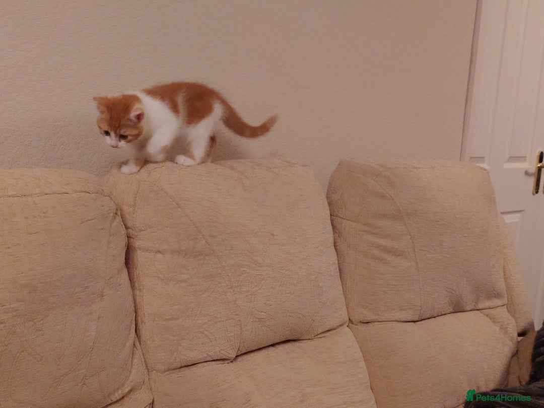 Mixed Breed cats for sale: 6 kittens of a Persian mum with Tuft ears. - Advert 28