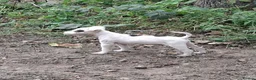 Jack Russell dogs for sale: Fully vaccinated JRT male puppy - Advert 4
