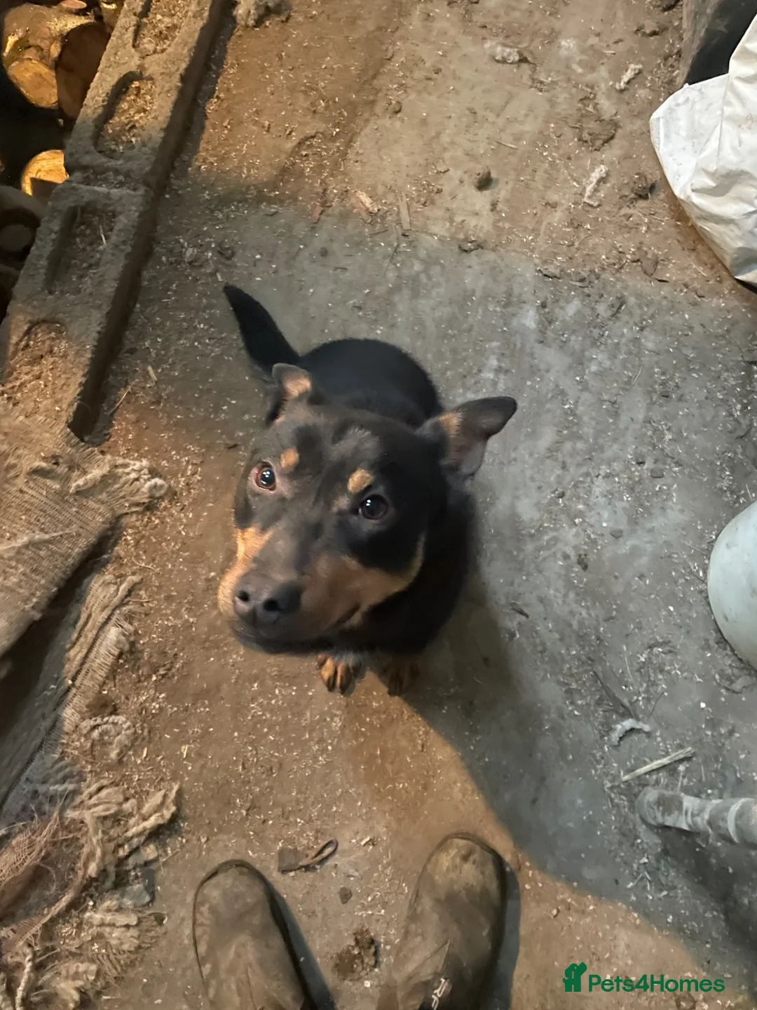 Australian Kelpie dogs for sale: KELPIE DOG in Llandrindod Wells - Advert 2