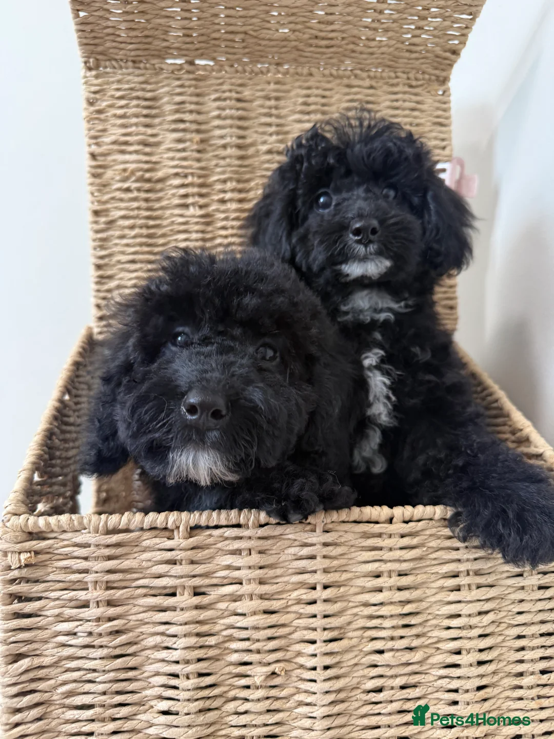 Australian Labradoodle dogs for sale: Health Tested multigen Australian labradoodles  in Ware - Advert 2