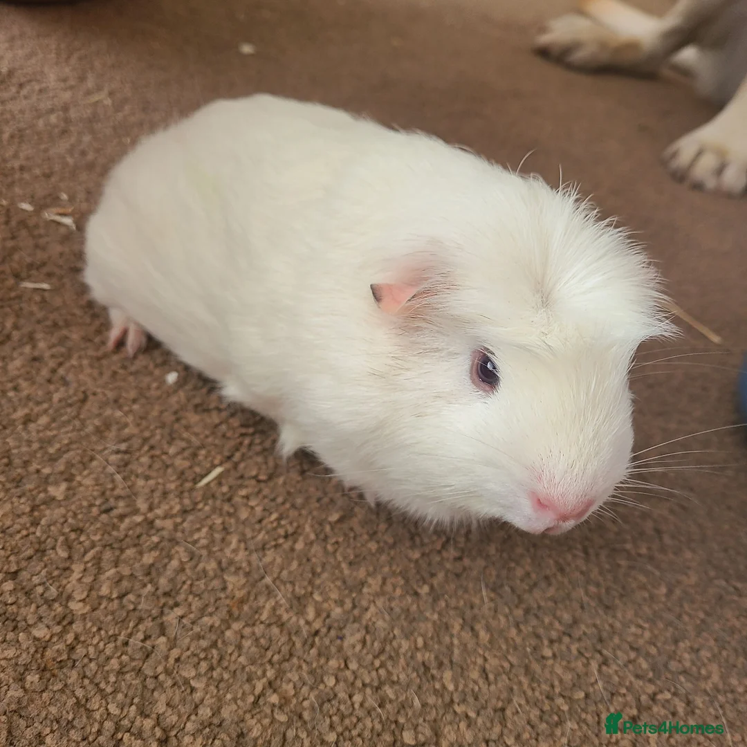Guinea Pig rodents for sale: Loving male guinea pig (Sonny) and full set up in Cwmbran - Advert 2