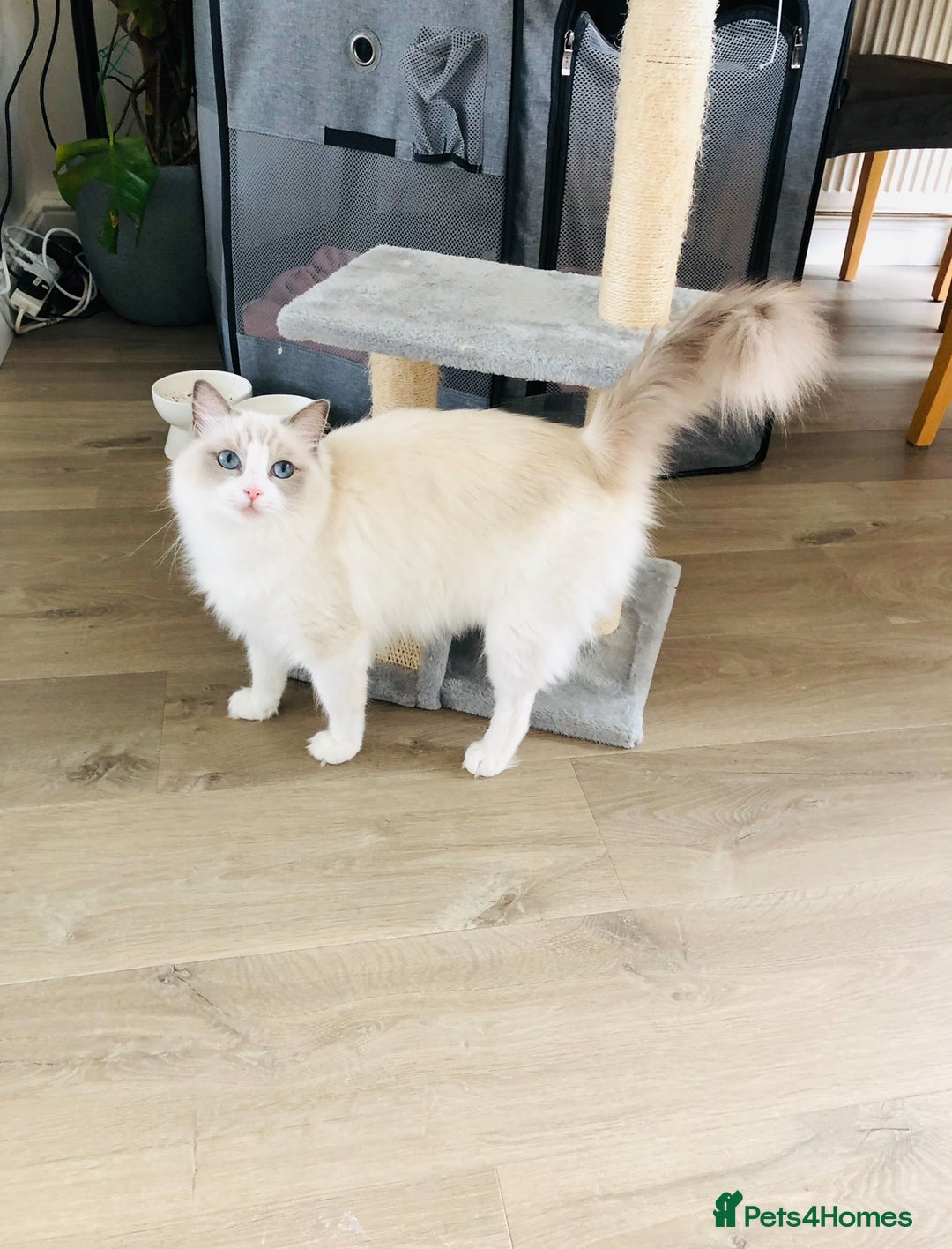 Ragdoll cats for sale: Female kitten become available! Pure Ragdoll in Derby - Image 17