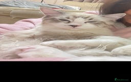 Ragdoll cats for sale: Pedigree Ragdoll kitten - Image 2