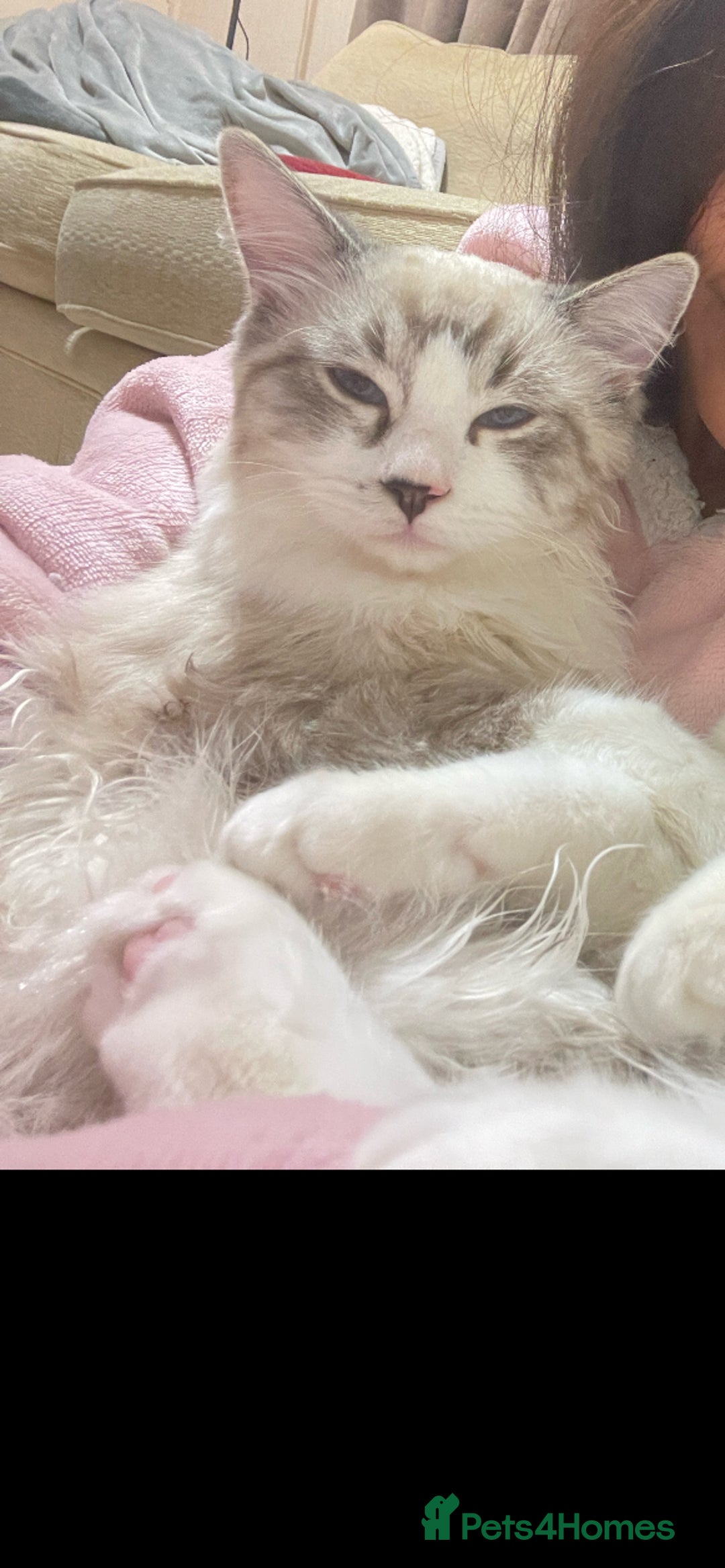 Ragdoll cats for sale: Pedigree Ragdoll kitten - Image 2