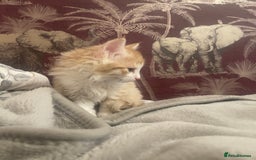 Mixed Breed cats for sale: 5 Fluffy Half Maine Coon kittens - Advert 18