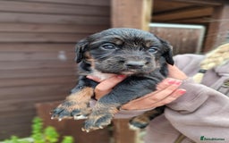 Cocker Spaniel dogs for sale: Working cocker spaniels  - Image 8