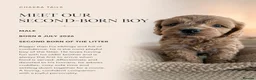 Cockapoo dogs for sale: 1 female Cockerpoo fully vaccinated  - Advert 39