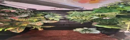 Gecko reptiles for sale: Created gecko  in Portsmouth - Advert 4