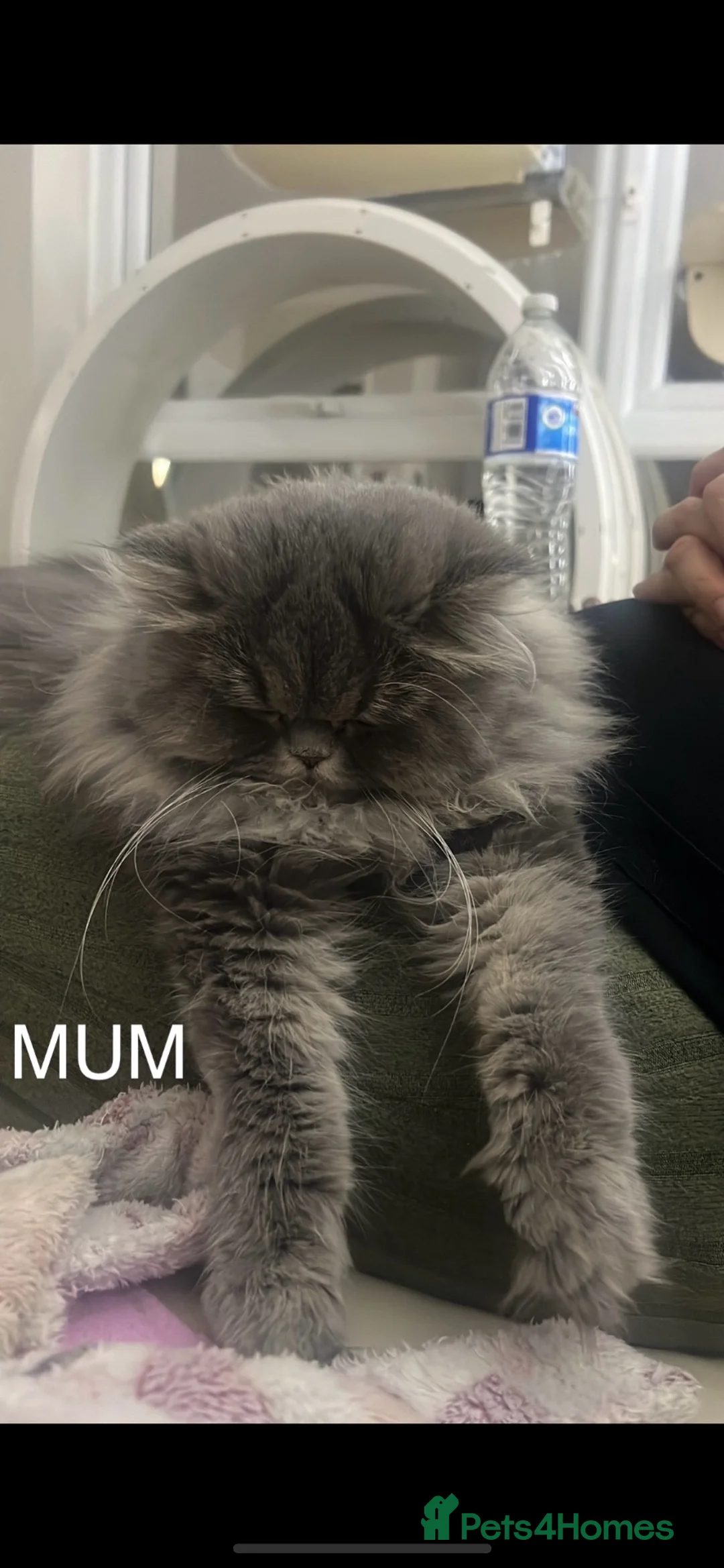 Persian cats for sale: !!!💎Three Precious Persian Boys💎✨✨ - Advert 19