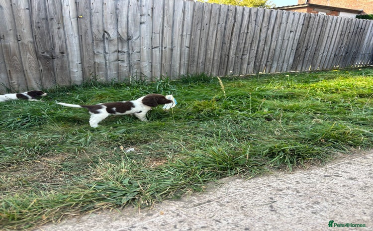 English Springer Spaniel dogs - Advert 1
