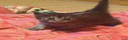 Mixed Breed cats for sale: Gorgeous Silver Tabby & Smokey Grey Kittens - Advert 7
