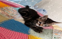 Mixed Breed cats for sale: Playful kittens ready to leave! - Image 14