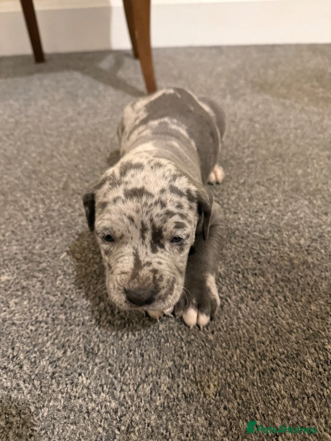 Cane Corso dogs for sale: Cane Corso in Scunthorpe - Advert 1