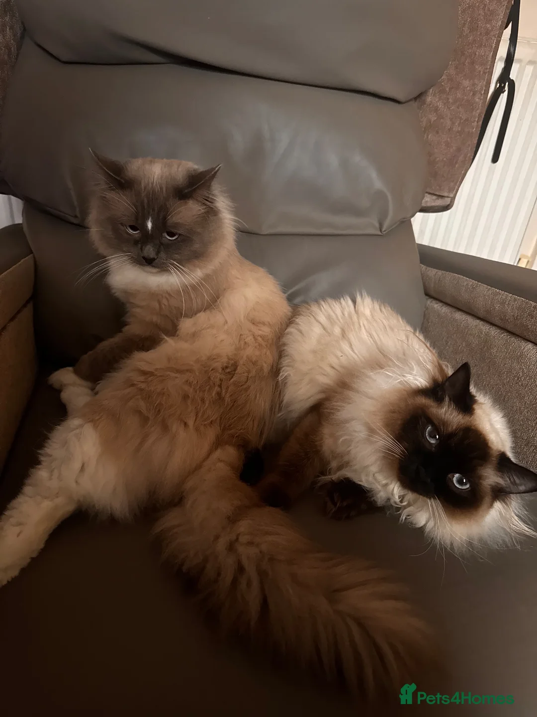 Ragdoll cats for adoption: 1 year old female Seal point Ragdoll  - Advert 3