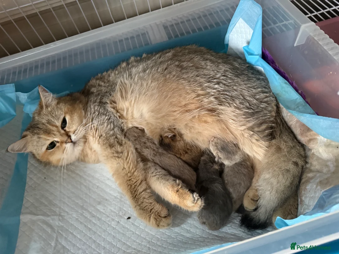 British Shorthair cats for sale: British Shorthair Golden Kittens  - Advert 1