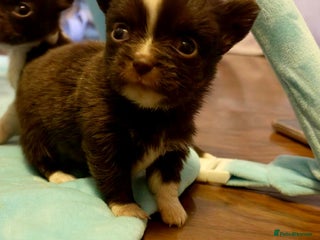 Chihuahua dogs Beautiful chihuahua babies - Advert 2