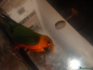 Conures birds Female concore - Advert 1